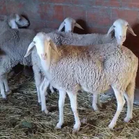 گوسفند زنده وزنکشی دقیق