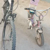 دوچرخه|دوچرخه، اسکیت، اسکوتر|شریف‌آباد, |دیوار