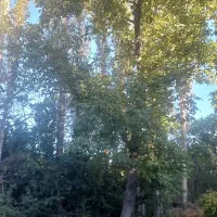 باغ|فروش زمین و ملک کلنگی|کندوان, |دیوار