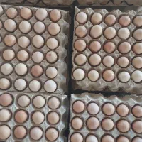 تخم مرغ محلی  ارگانیک  کت یومورتاسی