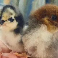 جوجه 5 روزه