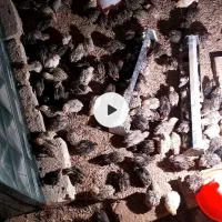 بلدرچین پیش فروش و آماده فروش