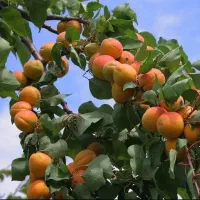 فروش نهال های میوه‌ای در نهالستان