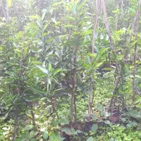 نهال مرکبات تامسون و نارنگی و خونی و...|گل و گیاه طبیعی|مرزیکلا, |دیوار