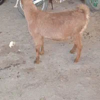 یک عدد بز پاکستانی نژاد دوقولو زا