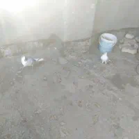 کفتر برشی|پرنده|جلگه رخ, |دیوار