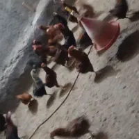 خروس محلی|حیوانات مزرعه|باغ حلی, |دیوار