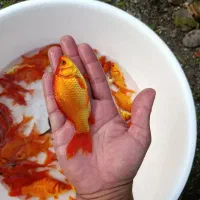 ماهی قرمز|ماهی|قنوات, |دیوار