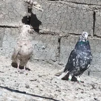 کفتر شهری و...|پرنده|ارژن, |دیوار