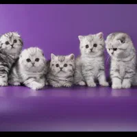 گربه کیتن اسکاتیش و بریتیش سیلور