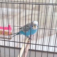 مرغ عشق نر بالغ