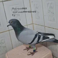 کبوتر پلاکی مسابقی همه پرینت مسابقه دارن