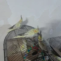 ۳عدد عروس هلندی