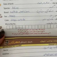 گربه اسکاتیش و پرشین|گربه|کرمان, |دیوار