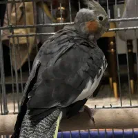 عروس هلندی ماده