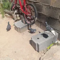 کفتر|پرنده|فلارد, |دیوار