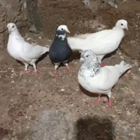 کبوتر یاکفتر|پرنده|رشت, منظریه|دیوار