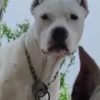 داگو ارژانتینو