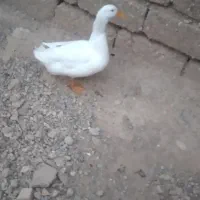 اردک نر