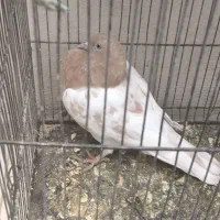 یک جفت کبوتر طوق با کفتر های دیگر|پرنده|فردوس (خراسان), |دیوار