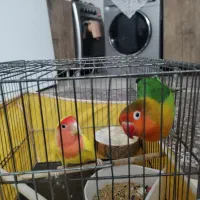 طوطی برزیلی|پرنده|تهران, سلسبیل جنوبی|دیوار