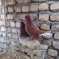 طوقی دم سفید سینه ای کله الماسی سرخ پرشی کله ای|پرنده|مبارکه, |دیوار