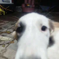 سگ نگهبان/نژاد دار/|سگ|ری, دولتآباد|دیوار