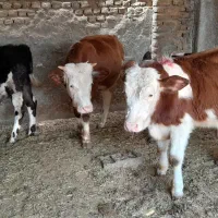 گوساله نر سیمینتال