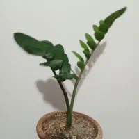 نخل و...|گل مصنوعی|تبریز, |دیوار