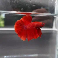 فایتر هافمون خیلی درشت