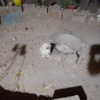 واگذار دوتا سگ پاپی ماده یکیشون بار داره|سگ|داران, |دیوار