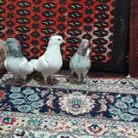 کفتر کبوتر معاوضه