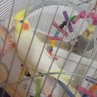 یک جفت عروس هلندی سخنگو|پرنده|اسلامشهر, شهرک محمدیه|دیوار