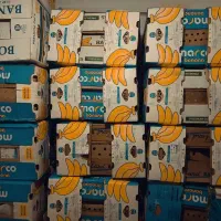 فروش کارتن موز کاملا سالم