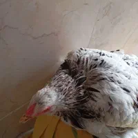 مرغ برهما|حیوانات مزرعه|قم, کلهری|دیوار