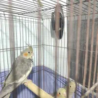 جوجه عروس هلندی|پرنده|کهریزک, |دیوار