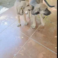 توله پژدر ماده