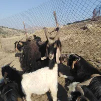 ساورین|حیوانات مزرعه|مهران (ایلام), |دیوار