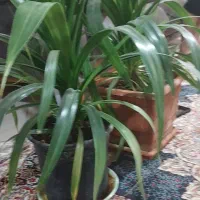 گلهای زیبا گلخونه ای نیستند|گل و گیاه طبیعی|ملارد, |دیوار