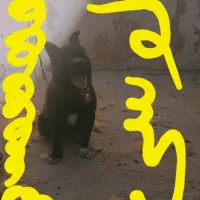 سگ آپارتمانی کوچک ریز