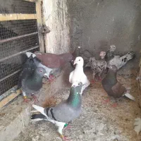 کبوتر