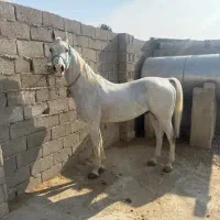 اسب عرب مصری