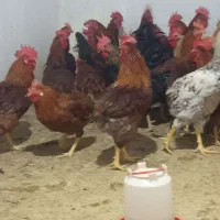 فروشمرغوخروسمحلیوکبوتر|حیوانات مزرعه|سمنان, |دیوار