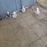 کبوتر طوقی شازده یا سرور|پرنده|شیراز, شهرک رضوان|دیوار