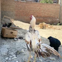 خروس لاری