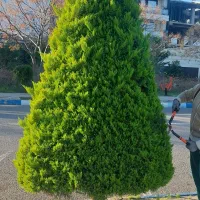 خدمات باغبانی|خدمات باغبانی و درختکاری|چالوس, |دیوار