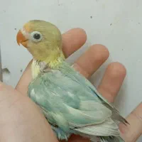 جوجه کوتوله برزیلی پاربلو سرلاکی رنگ خاص دم دونخور