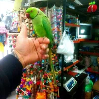 ملنگو نر طوقدار عالی سخنگو دستی