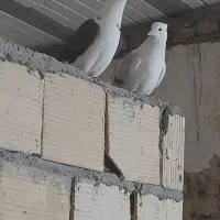 کبوتر سالم|پرنده|اشترینان, |دیوار