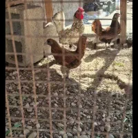 مرغ و خروس سیبرایت زیارتعلی